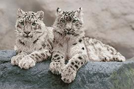 DIAMOND DOTZ - Snow Leopards Hemis National Park  Kashmir  India - 50 x 75cm