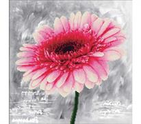 No Count Cross Stitch - Printed Aida 11 - pink dahlia 43 x 43cm